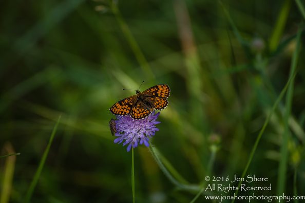 Butterflies on flower. Tamron 300mm