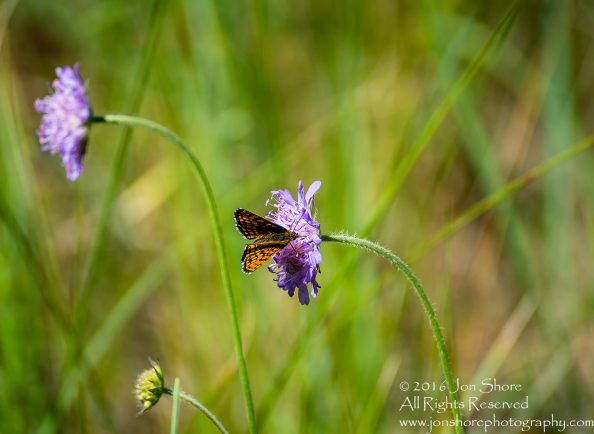 Butterflies on flower. Tamron 300mm