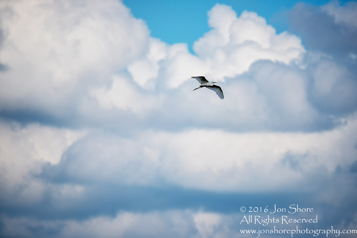 Great White Heron Flying Kemeri National Park
