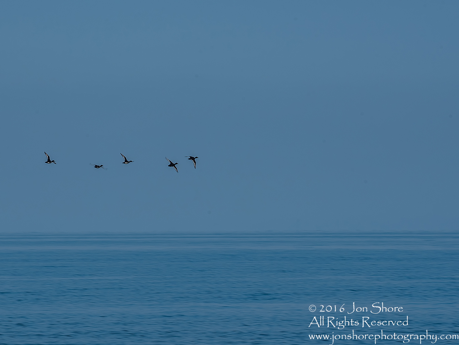 Ducks Flying over Baltic Sea. Tamron 600mm