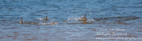 Sea Birds Fishing. Tamron 600mm lens