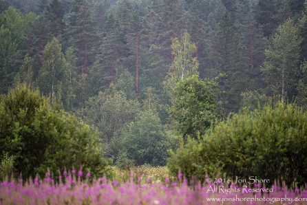 Flowers on the Russian border