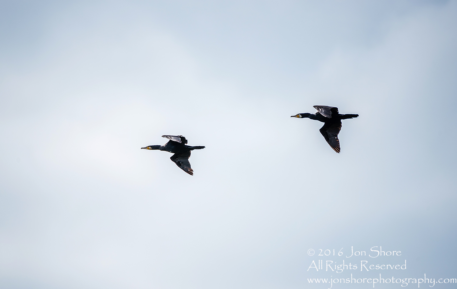 Great Cormorants Flying Kemeri National Park