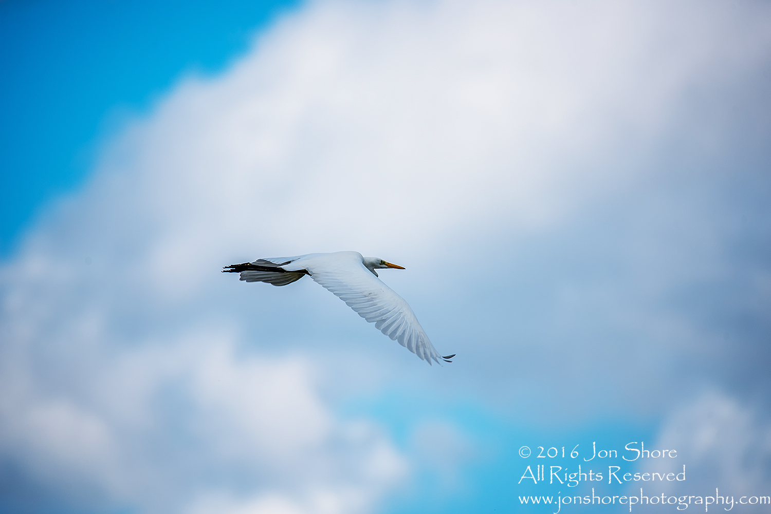 Great White Heron Flying Kemeri National Park