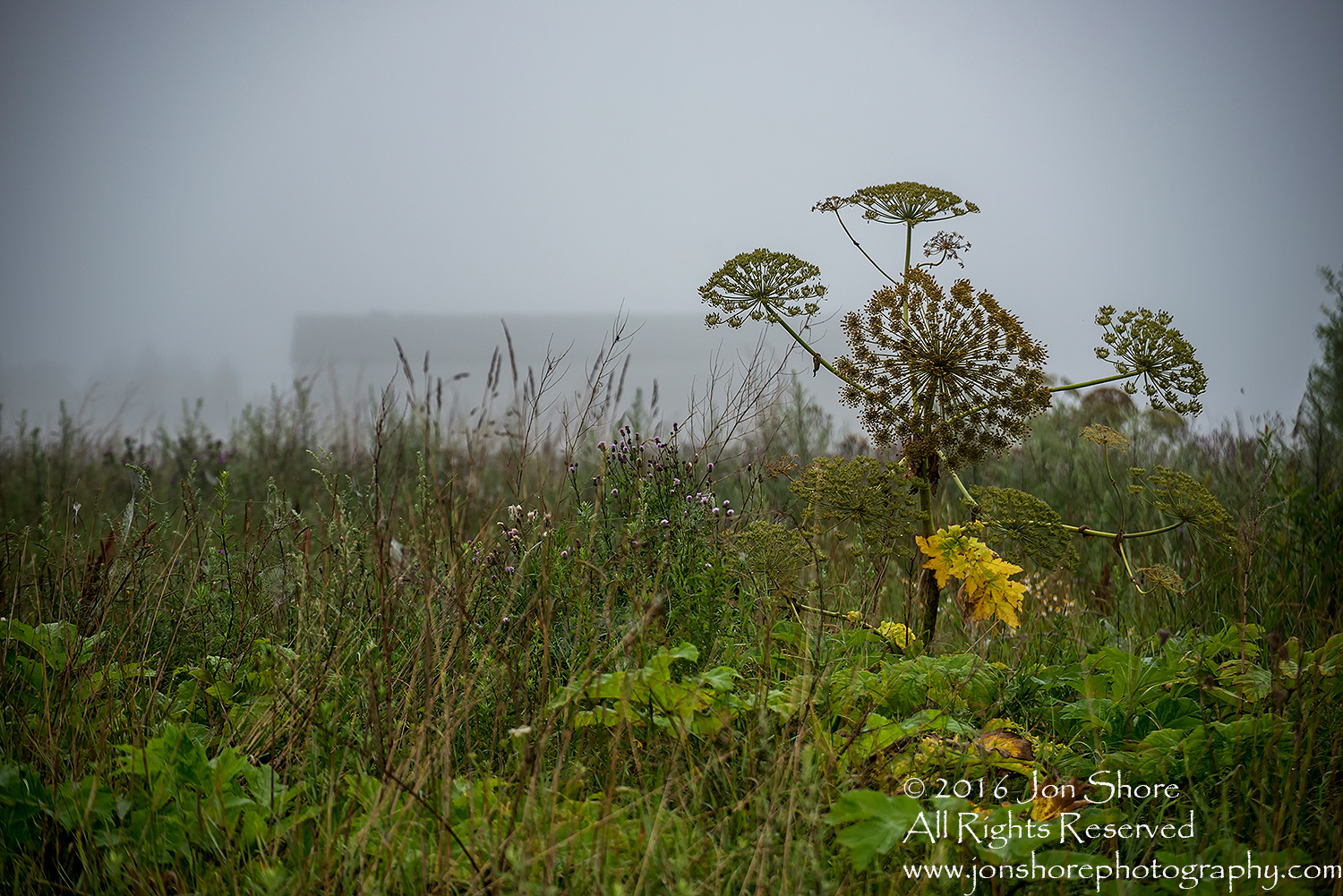 Foggy morning in Rural Latvia