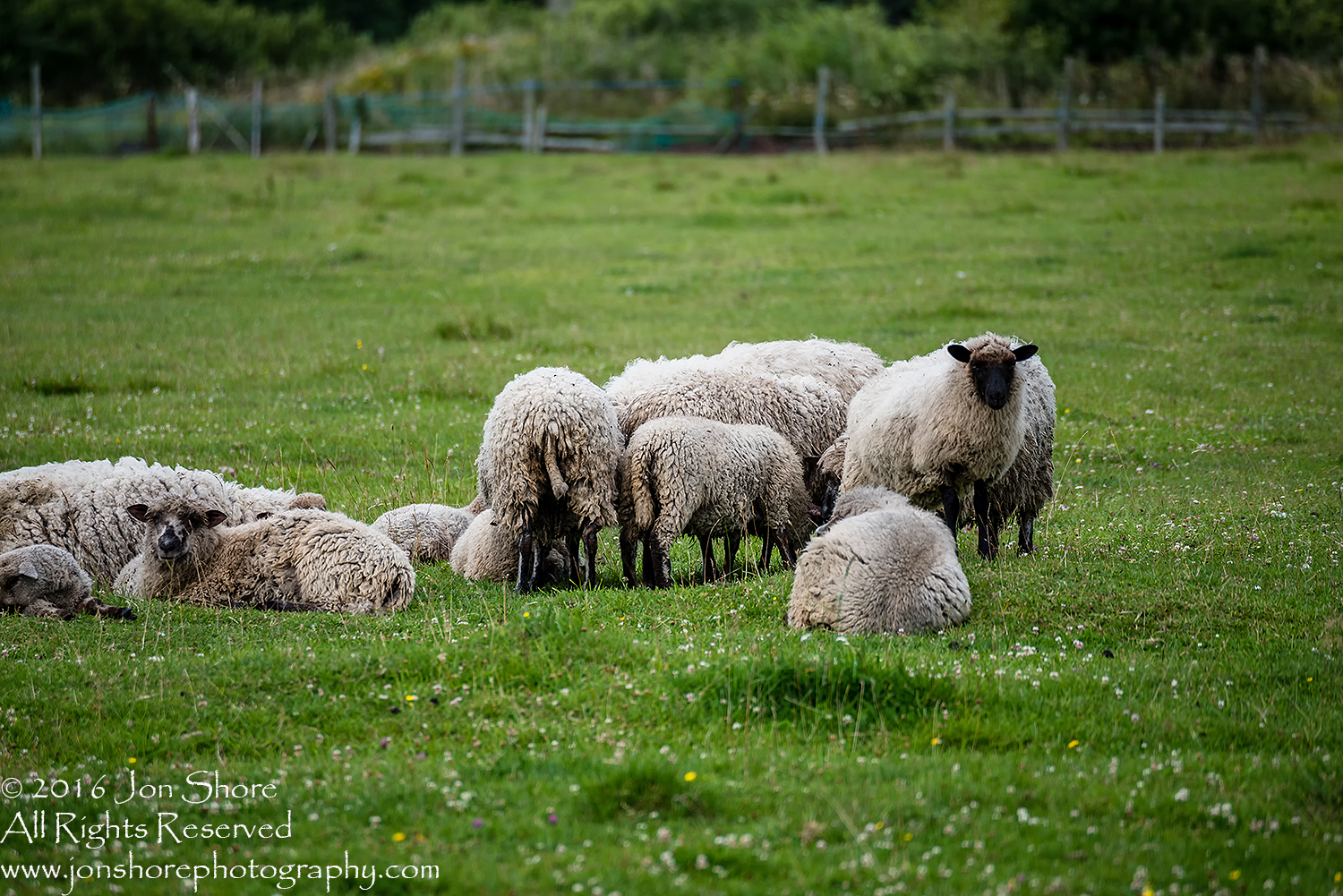 Sheep in Estonia.
