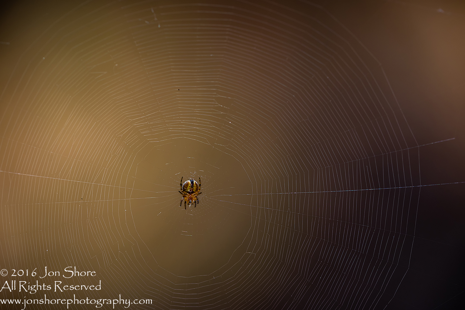 Spider on web macro. Tamron 90mm macro lens