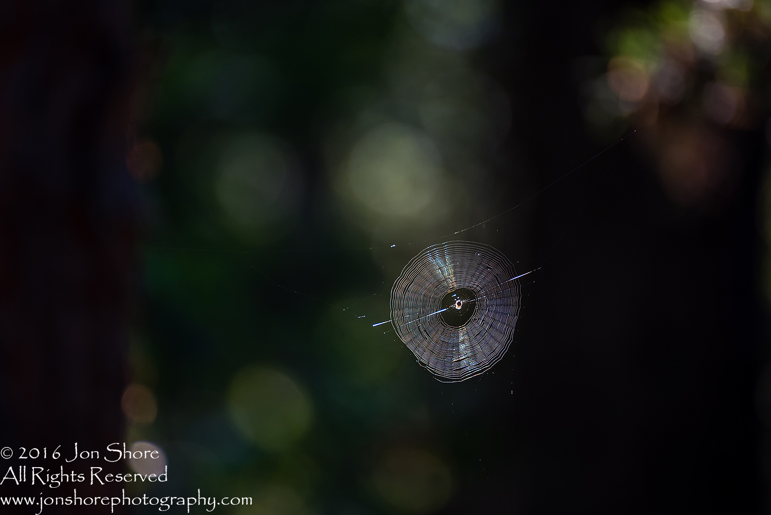 Spider on web. Tamron 300mm lens