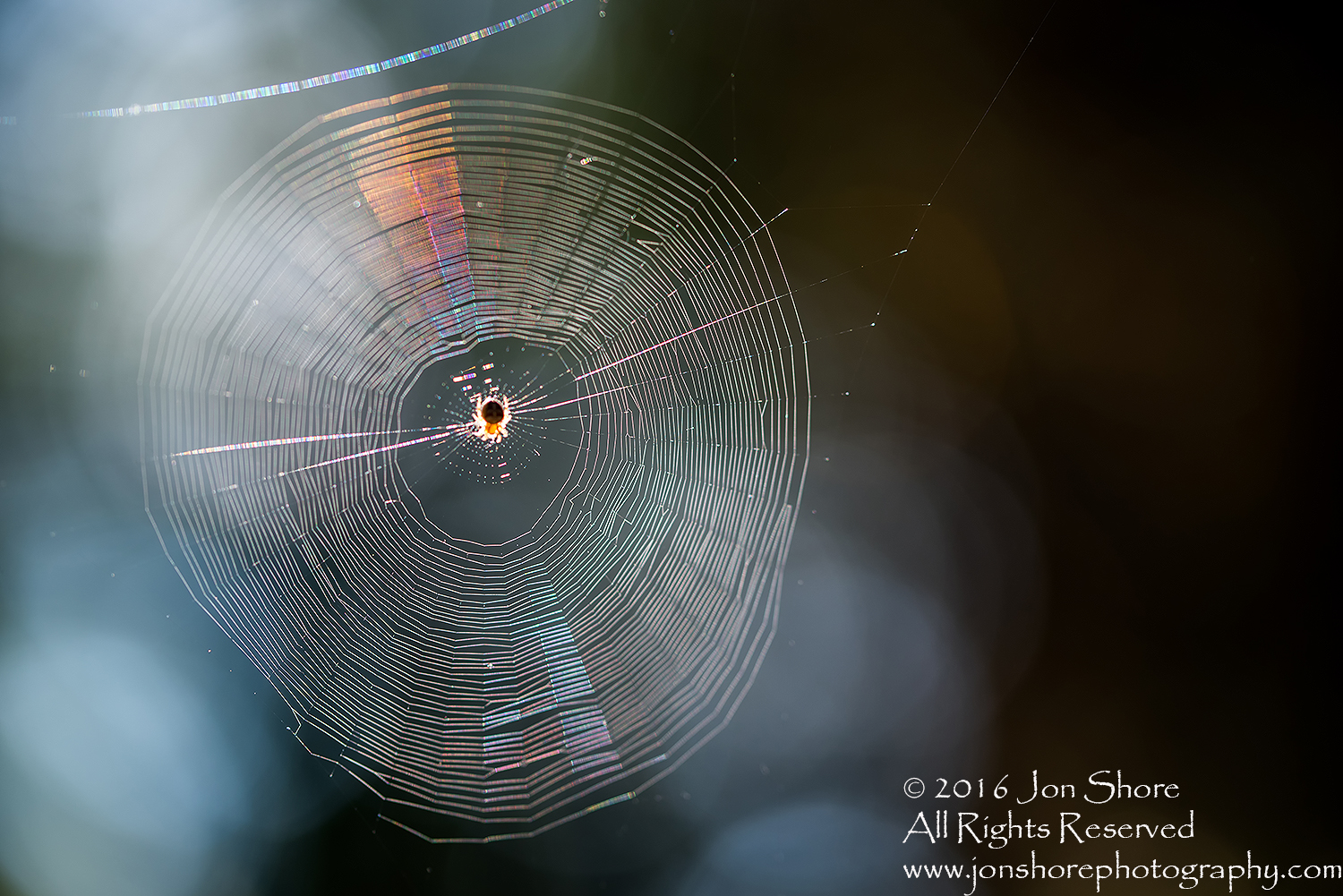 Spider on web macro. Tamron 90mm macro lens