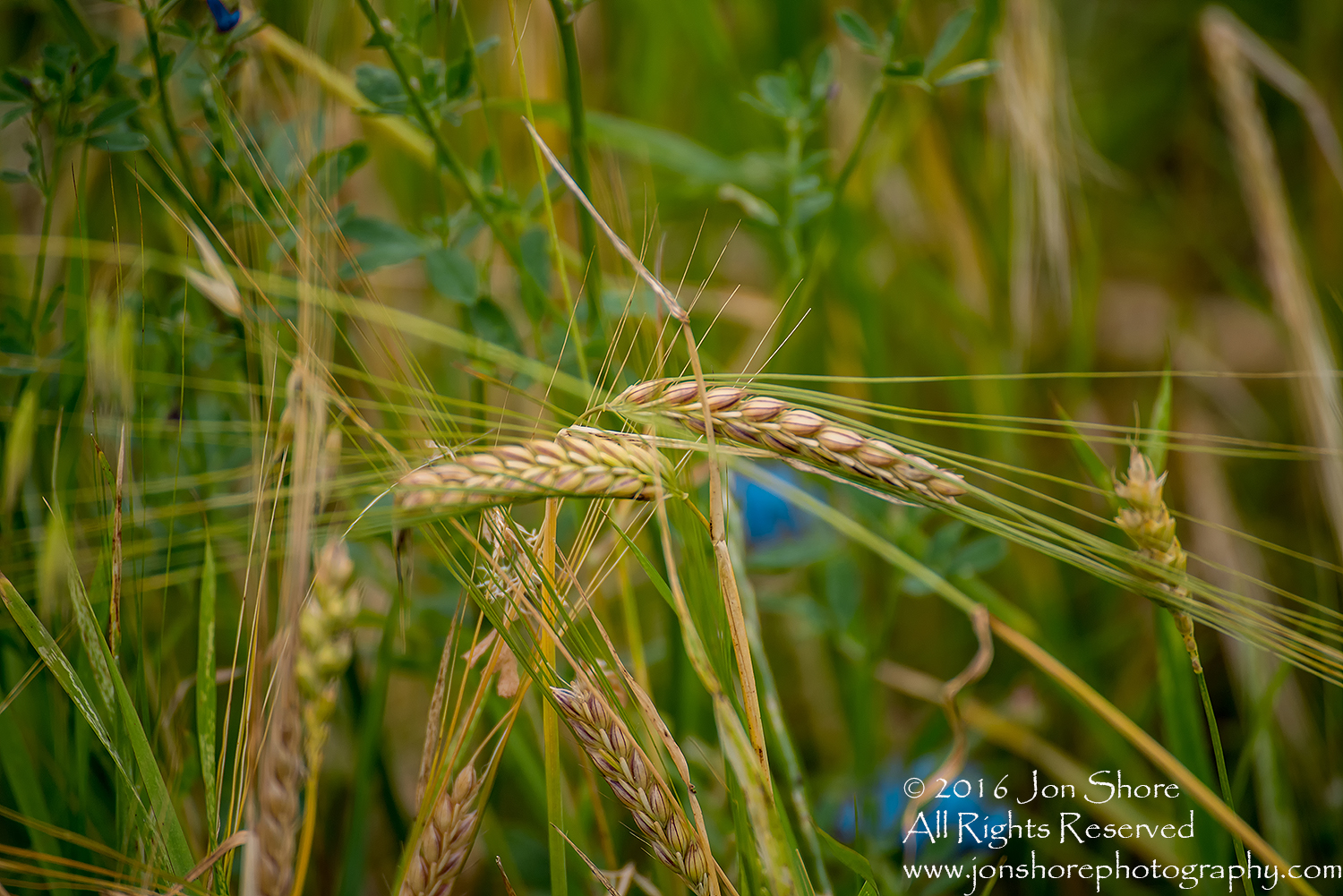 Summer wheat Estonia