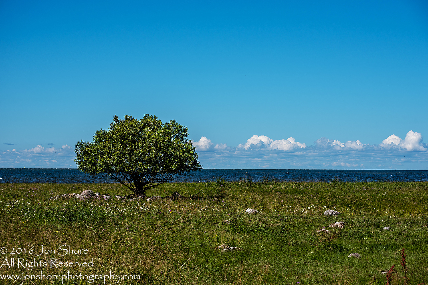 Tree and sea Estonia
