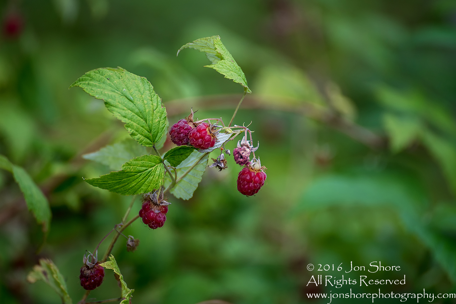 Wild rasberries Estonia