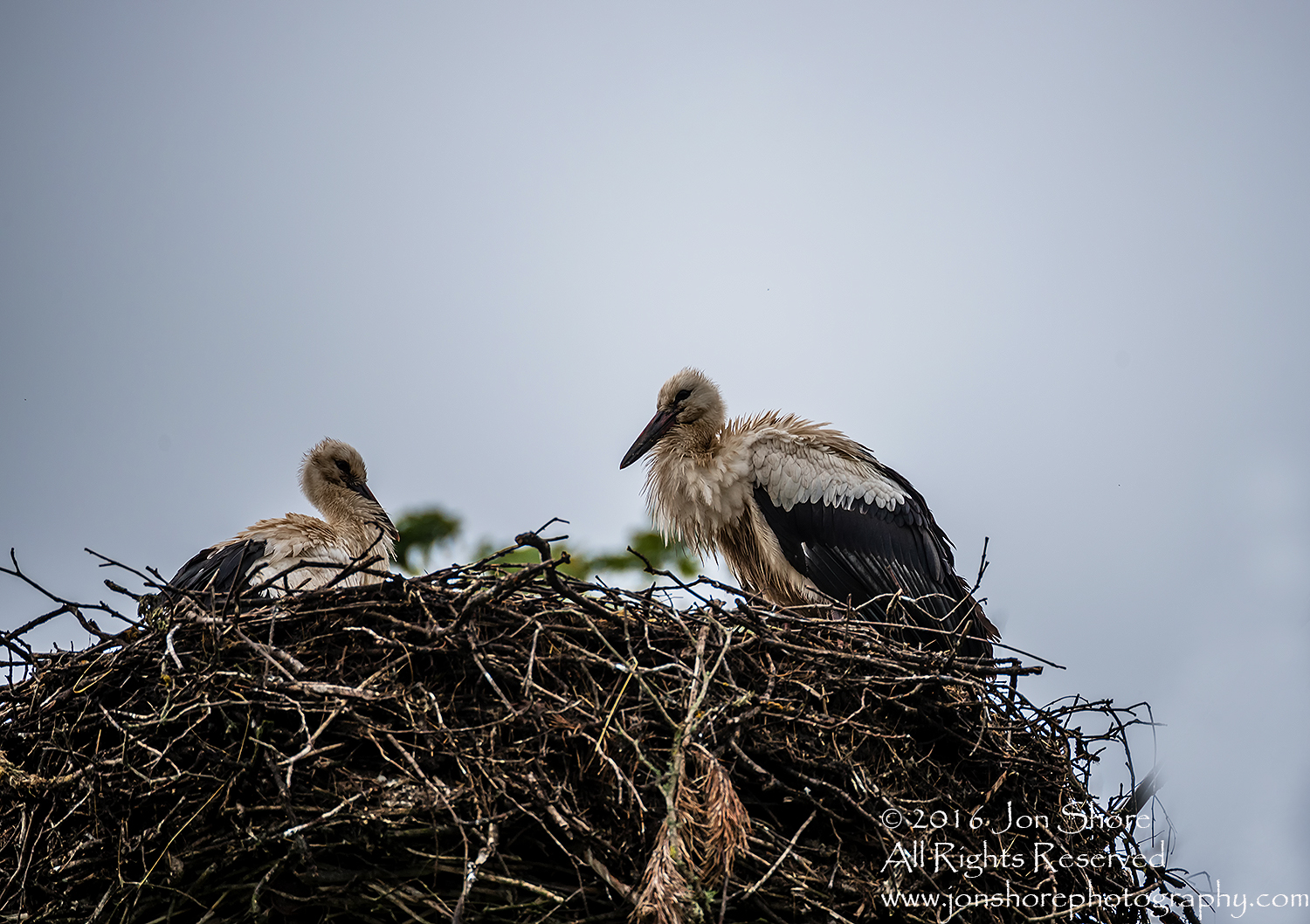Young Storks wet and in nest.