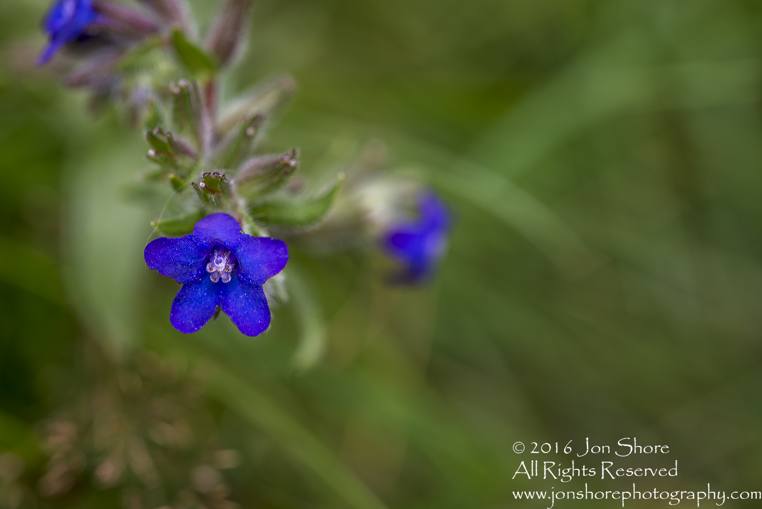Purple wildflower macro. Tamron 90mm macro lens