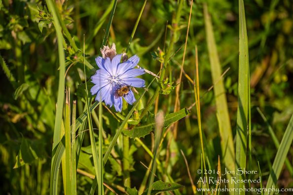 Bee on flower Latgale, Latvia. Tamron 300mm