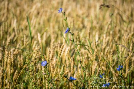 Blue flowers and wheat. Latgale, Latvia