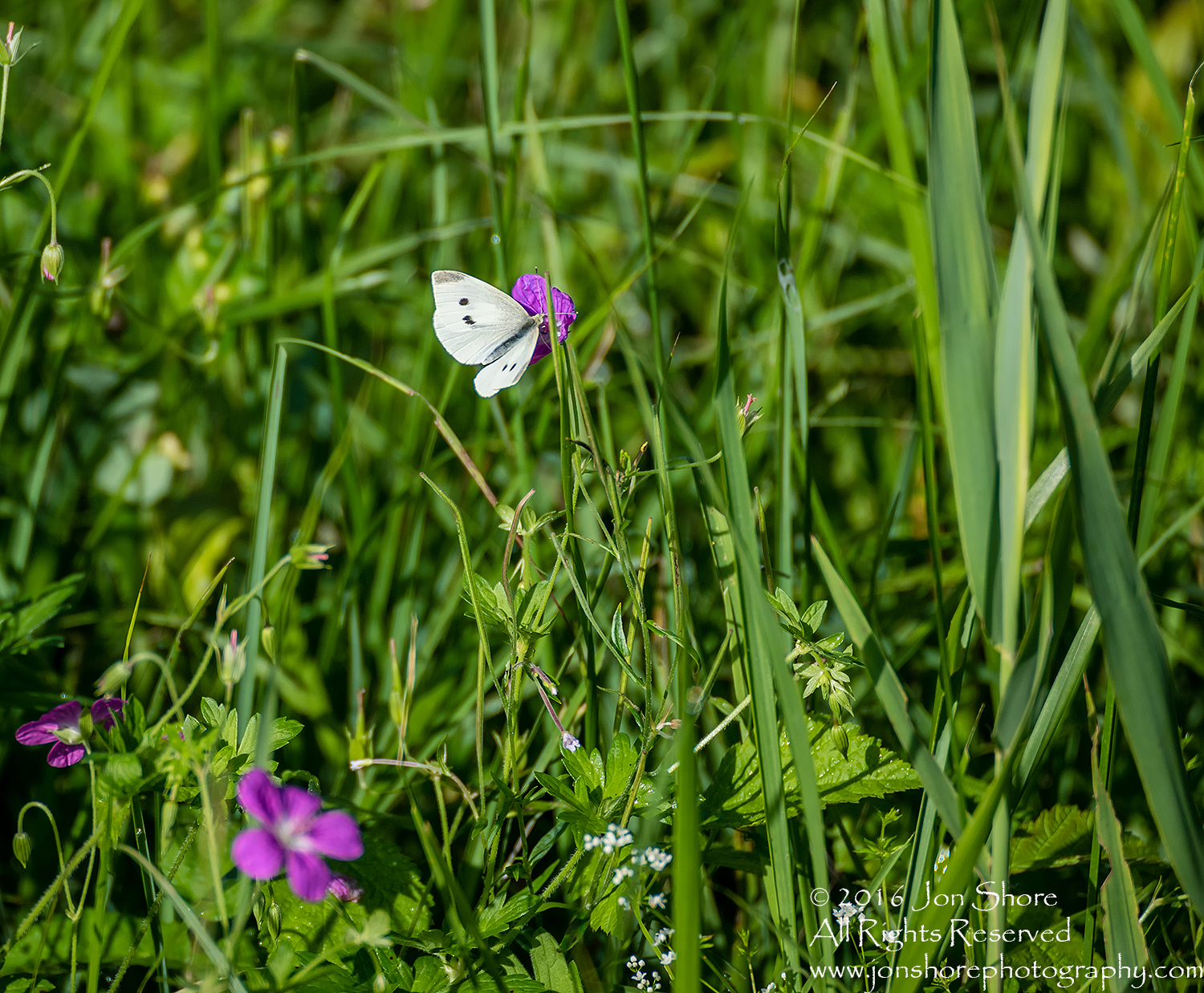 Butterfly on flower Latgale. Tamron 300mm