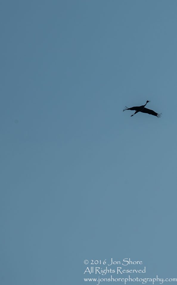 Common Crane. Tamron 300mm