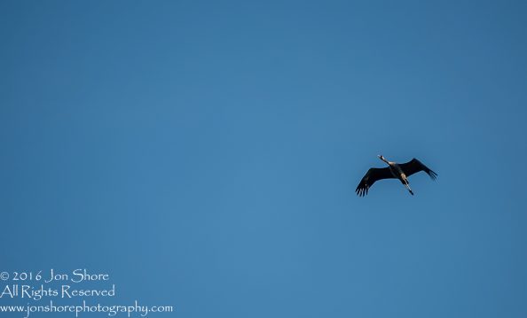 Common Crane. Tamron 300mm