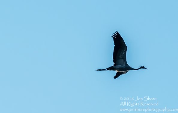 Common Crane. Tamron 300mm