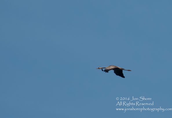 Common Crane. Tamron 300mm