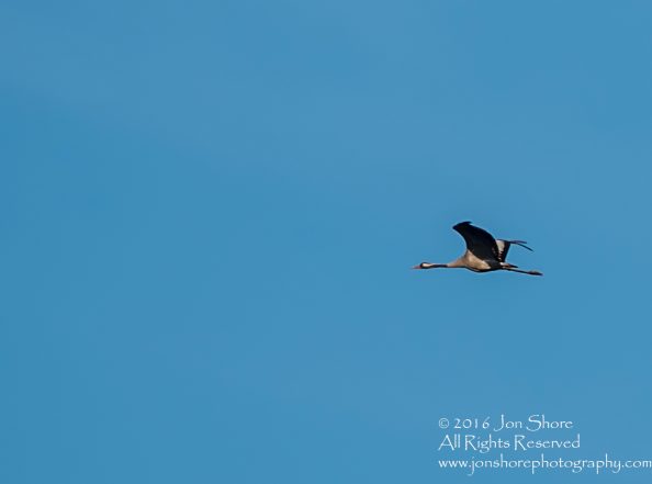 Common Crane. Tamron 300mm