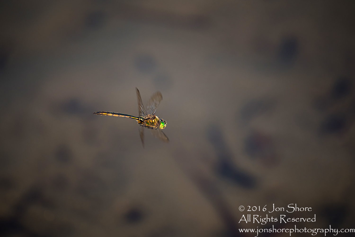 Dragonfly. Tamron 300mm