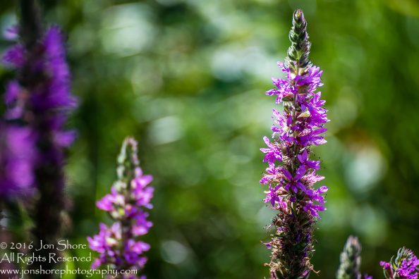 Purple Flowers, Latgale, Latvia. Tamron 300mm