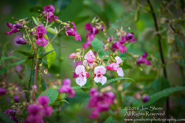 Flowers, Latgale, Latvia. Tamron 300mm