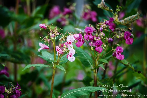 Flowers, Latgale, Latvia. Tamron 300mm