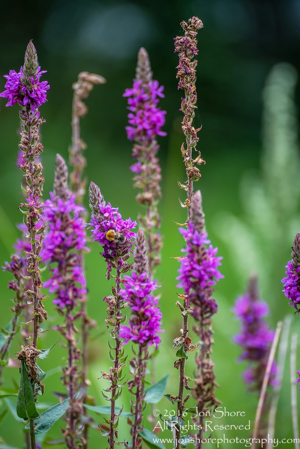 Purple Flowers and Bee. Latgale, Latvia. 300mm