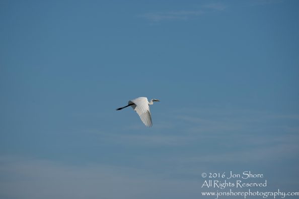 Great white Egret Latgale, Latvia. Tamron 300mm