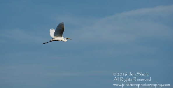 Great white Egret Latgale, Latvia. Tamron 300mm