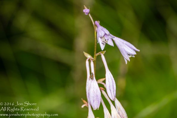 Lavender Flowers with Dew. Tamron 300mm