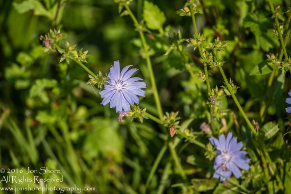 Lavender Flowers, Latgale, Latvia. Tamron 300mm