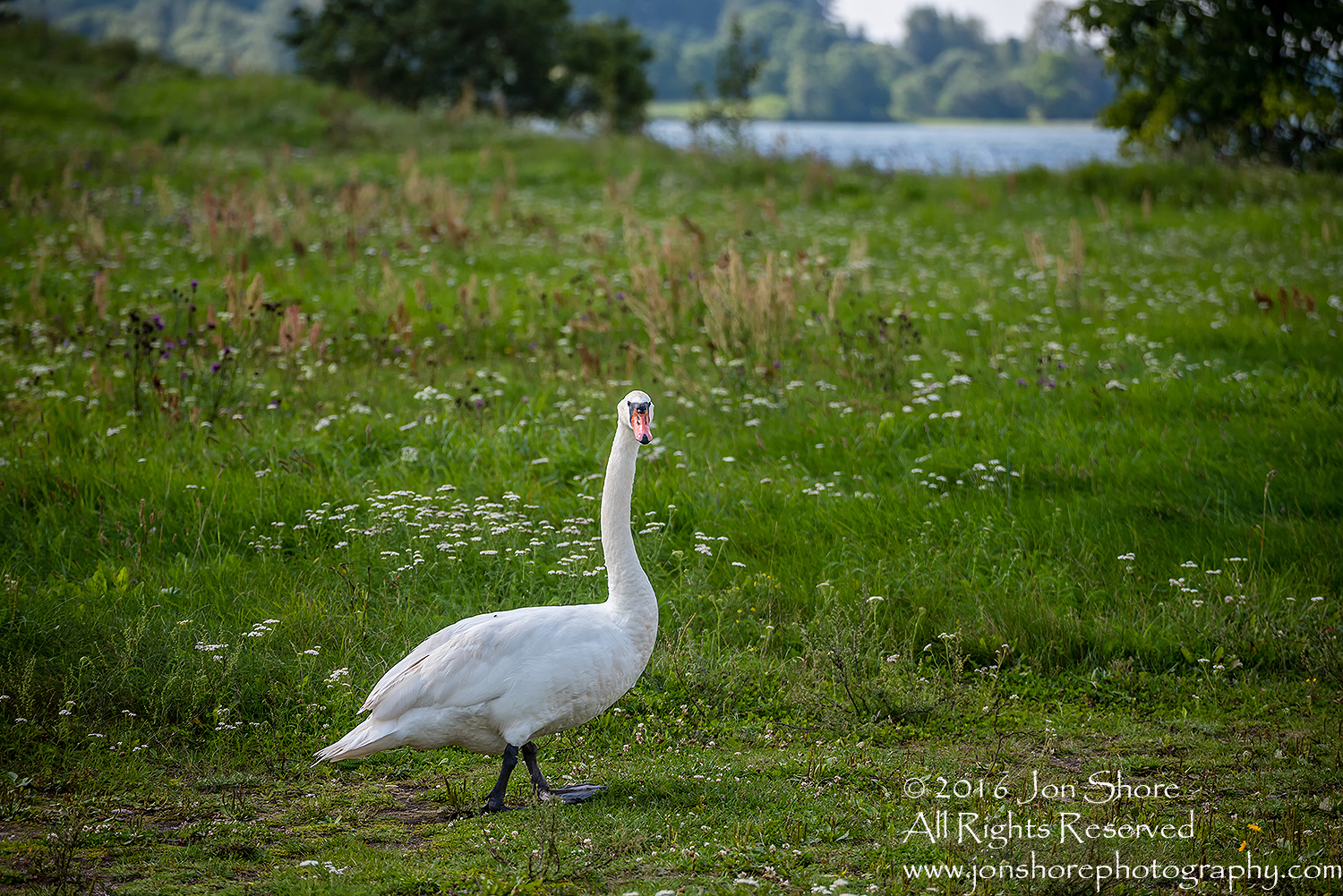 Swan at Rāznas Lake in Latgale, Latvia. Tamron 200mm