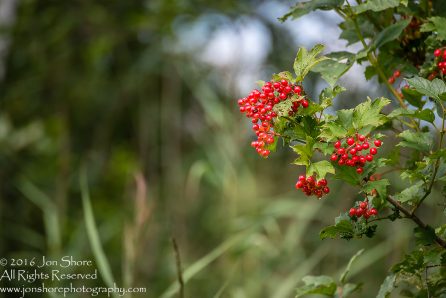 Red Berries. Tamron 300mm