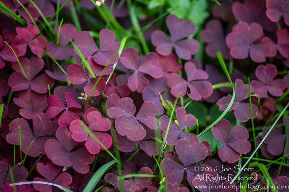 Red Clover. Tamron 300mm