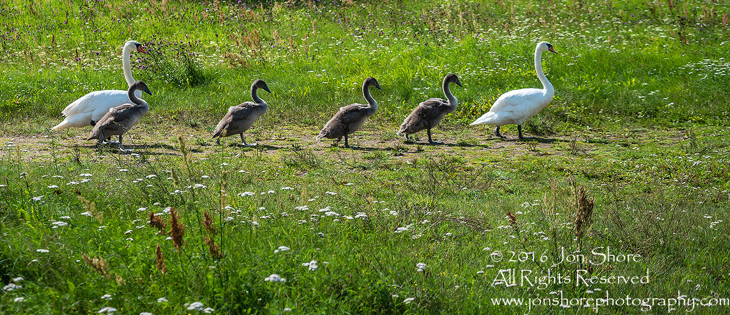 Swan Family at Rāznas Lake in Latgale, Latvia. Tamron 200mm