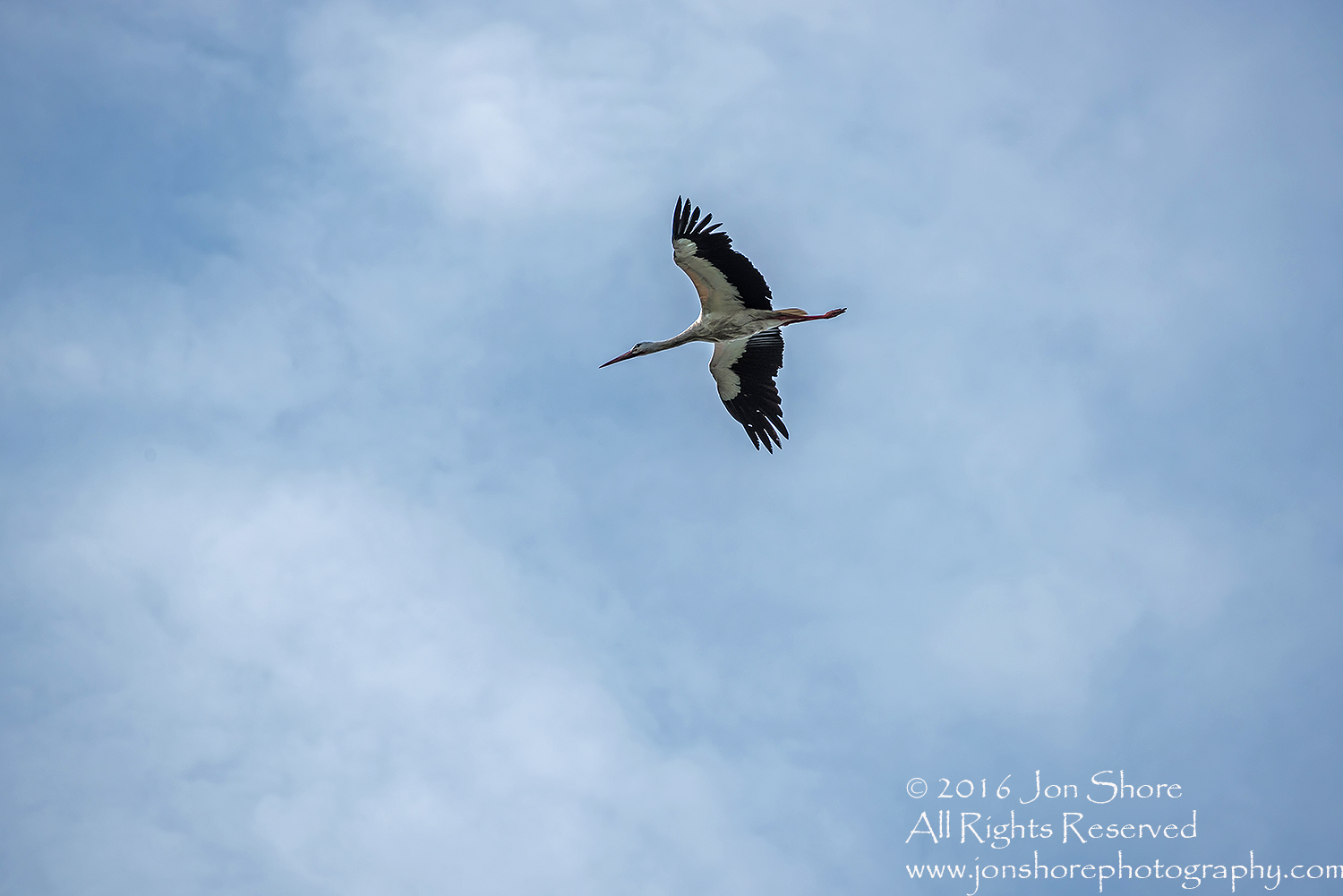 Stork flying Latgale, Latvia. Tamron 300mm