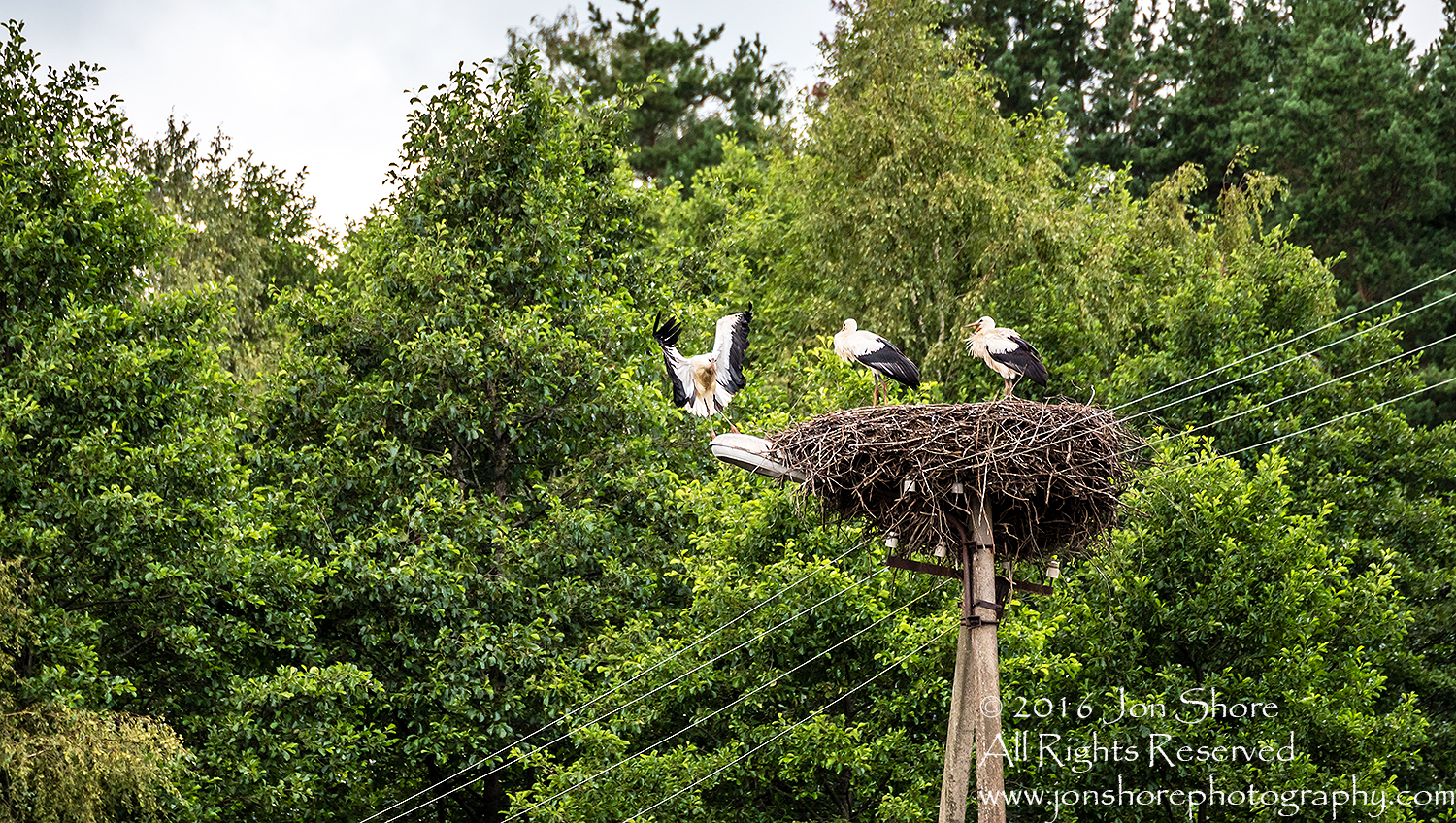 Storks in a Nest. Latgale, Latvia. Tamron 300mm