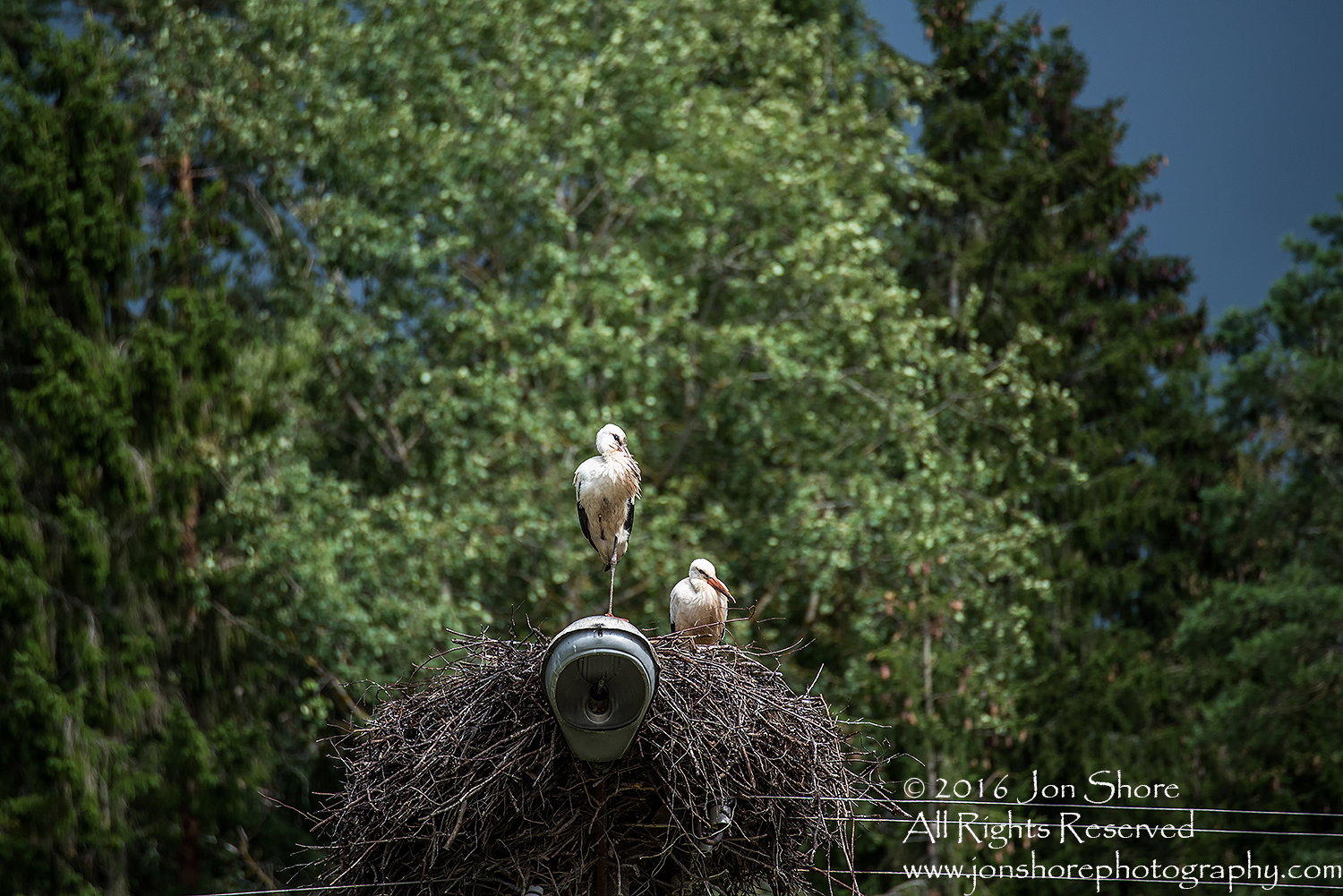Storks in a Nest. Latgale, Latvia. Tamron 300mm