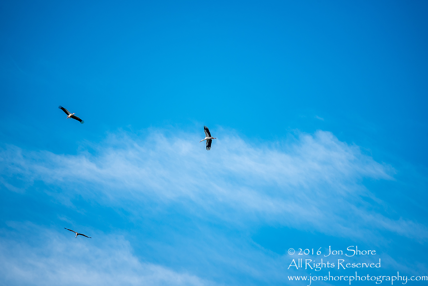 Storks gathering to Fly South for their Migration. Tamron 300mm