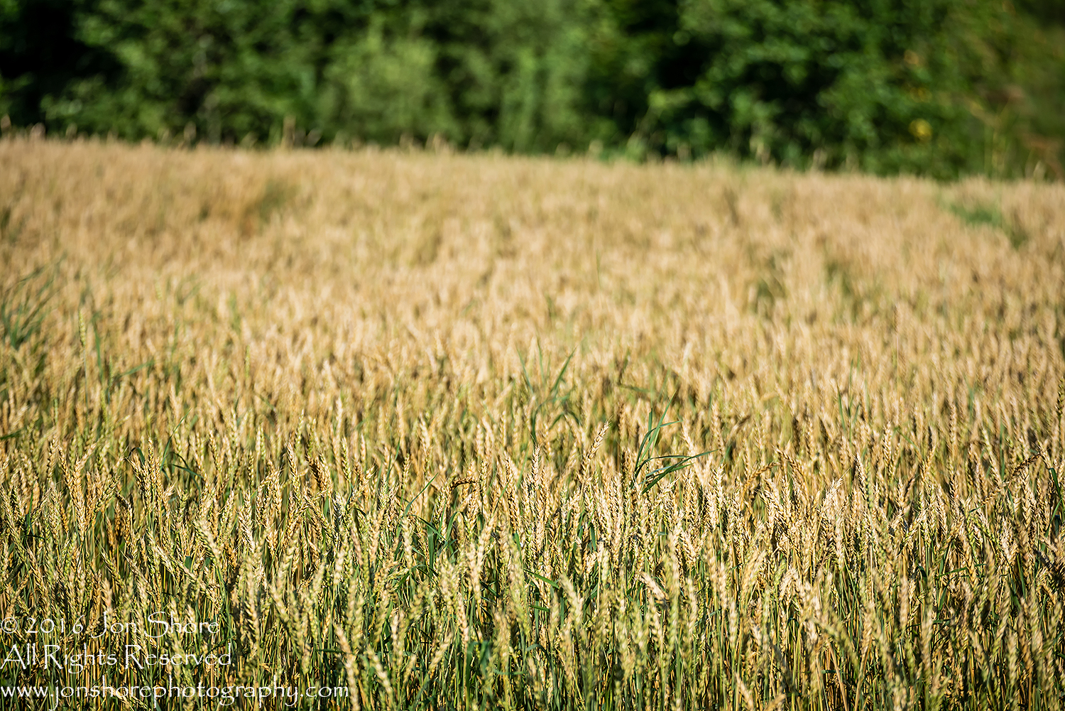 Wheat Field. Latgale, Latvia. Tamron 200mm