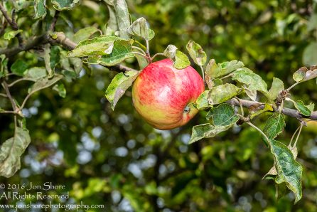 Apple - Summer - Jurmala, Latvia Tamron 200mm Lens