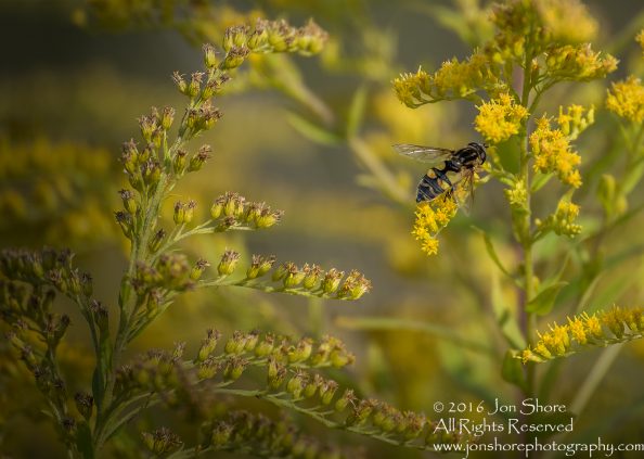 Close-up of Bee on Yellow Flowers - Jurmala, Latvia Tamron 90mm macro lens