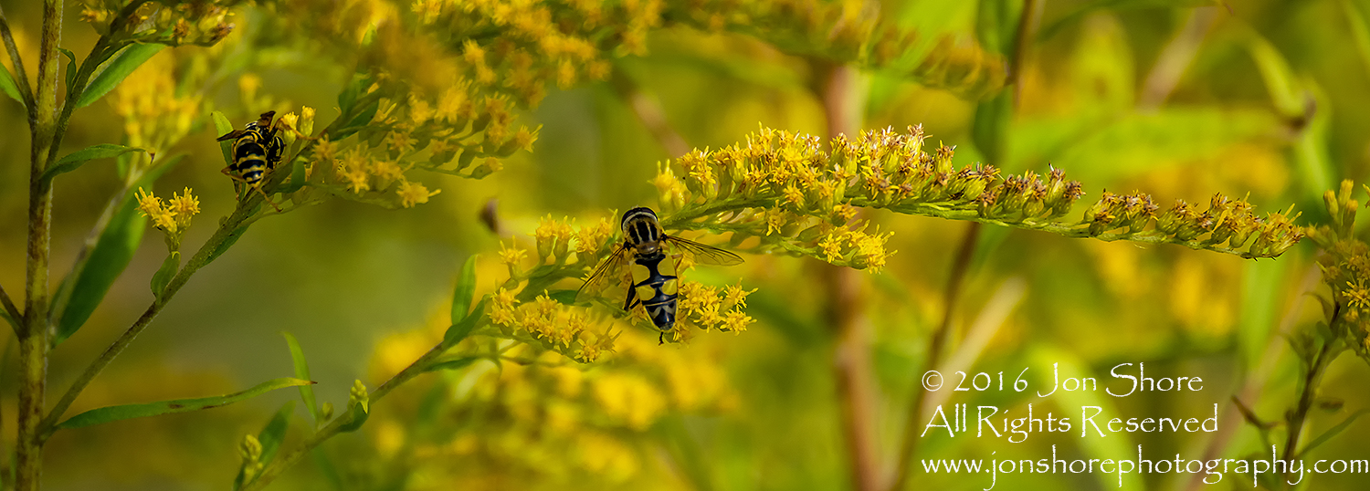 Close-up of Bee on Yellow Flowers - Jurmala, Latvia Tamron 90mm macro lens