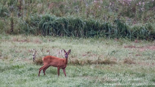 Deer - Summer - Burtnieks, Latvia Tamron 600mm Lens