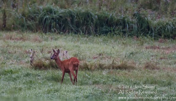 Deer - Summer - Burtnieks, Latvia Tamron 600mm Lens