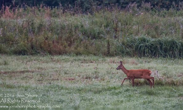 Deer - Summer - Burtnieks, Latvia Tamron 600mm Lens